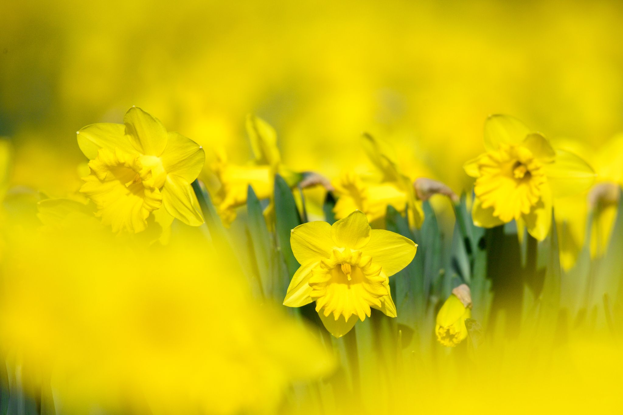 Blumenzwiebeln: Warum Dngen jetzt wichtig ist